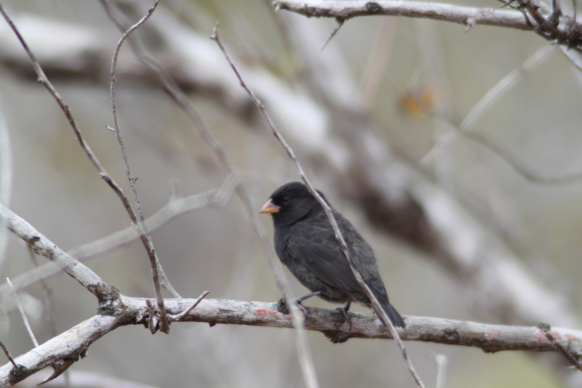 Small Ground-Finch - ML616056079