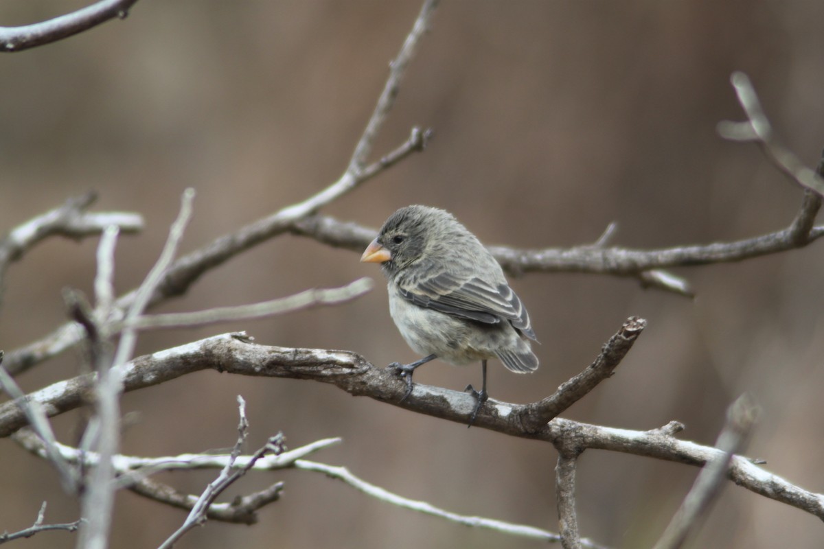 Small Ground-Finch - Brett Hartl