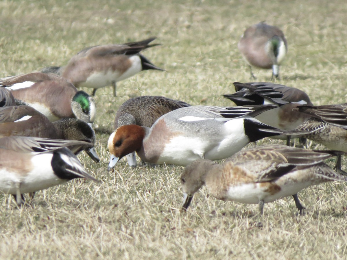 Eurasian Wigeon - Peter Lacey