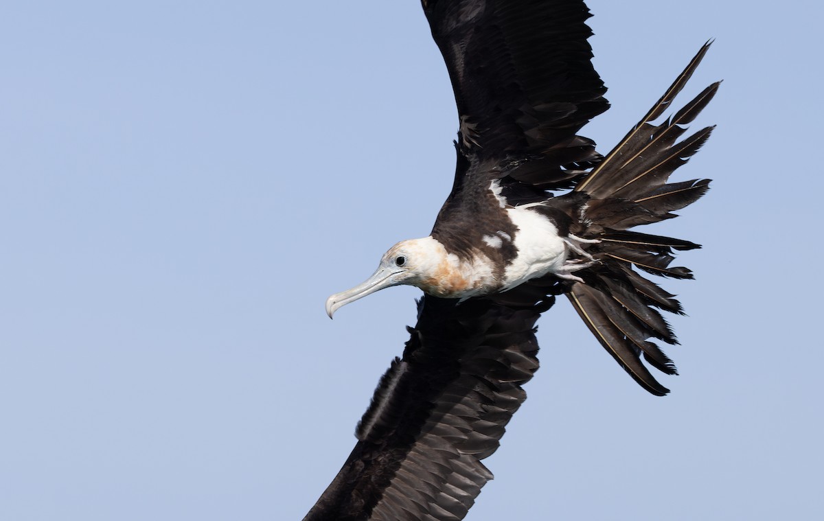 Lesser Frigatebird - Caiden B