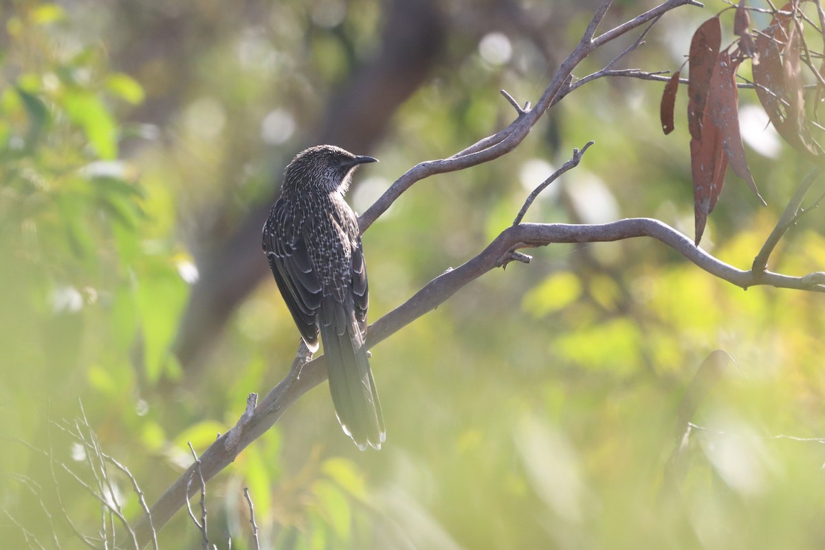 Little Wattlebird - ML616056173