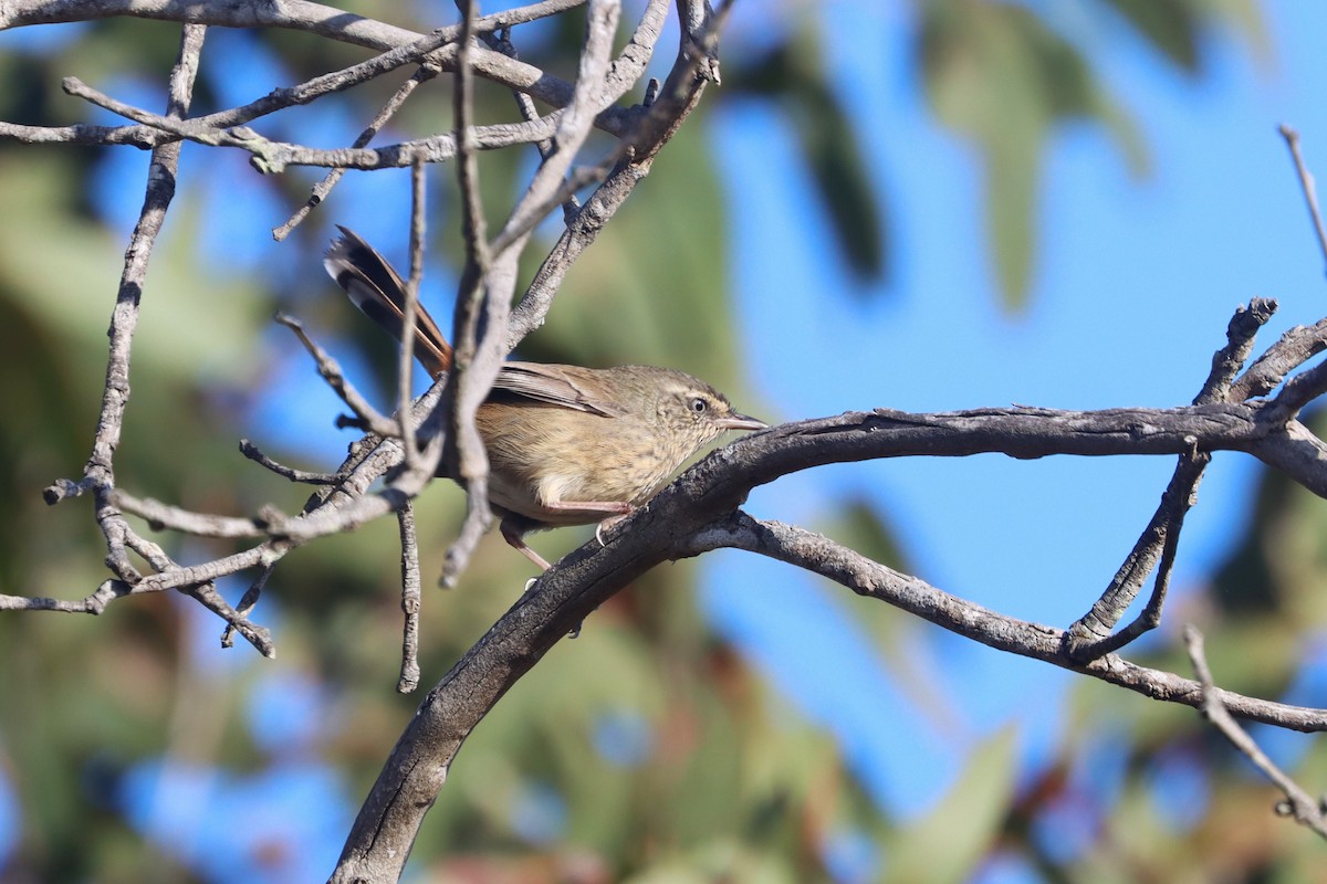 Chestnut-rumped Heathwren - ML616056184