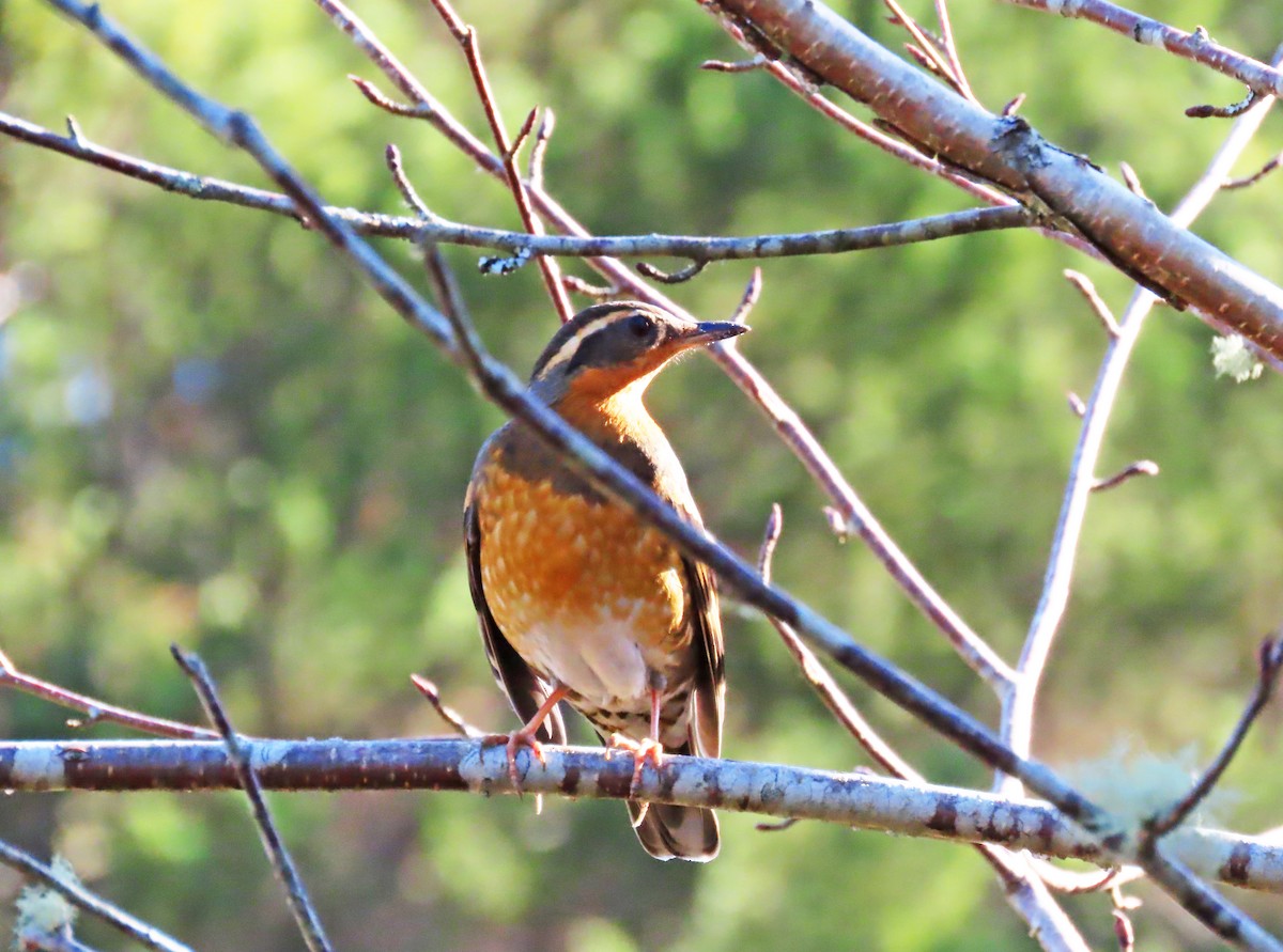 Varied Thrush - ML616056213