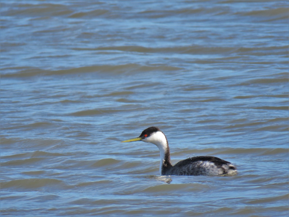 Western Grebe - ML616056295