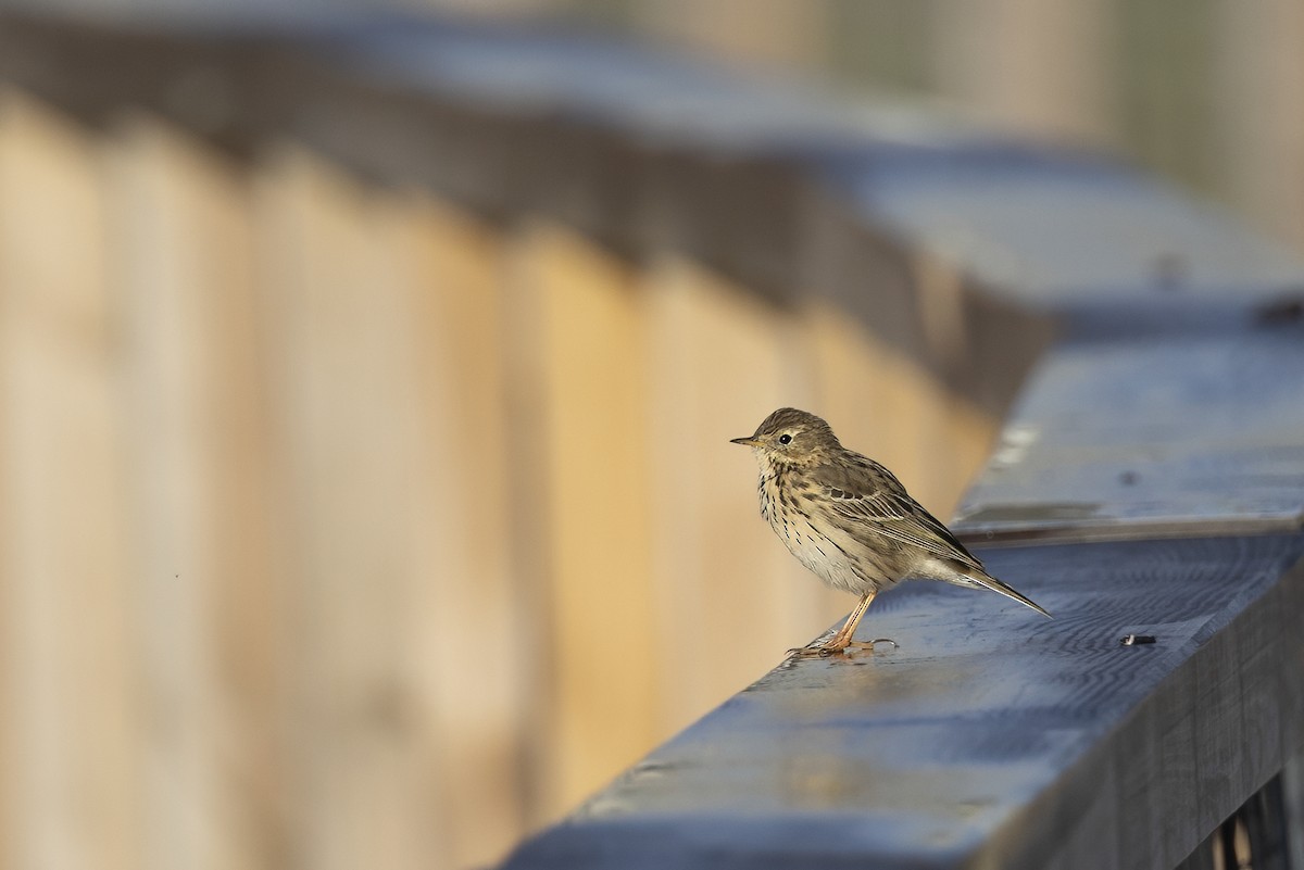 Meadow Pipit - Jeffrey Mann