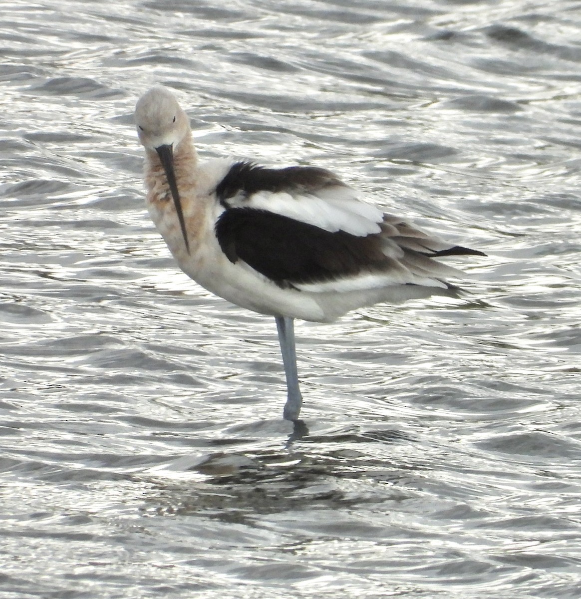 Avoceta Americana - ML616056368