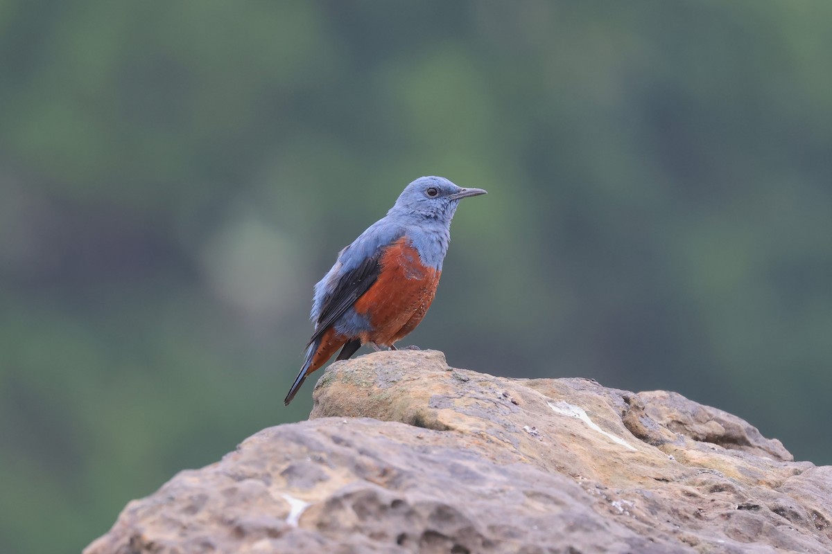 Blue Rock-Thrush - ML616056473