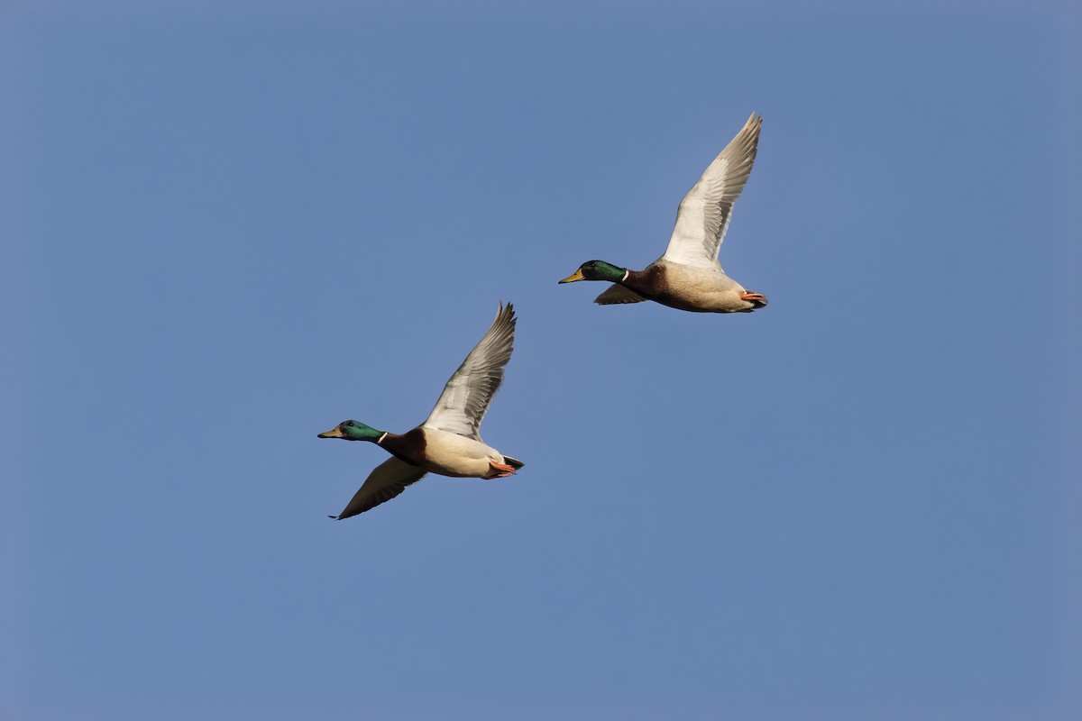 Mallard - Jeffrey Mann