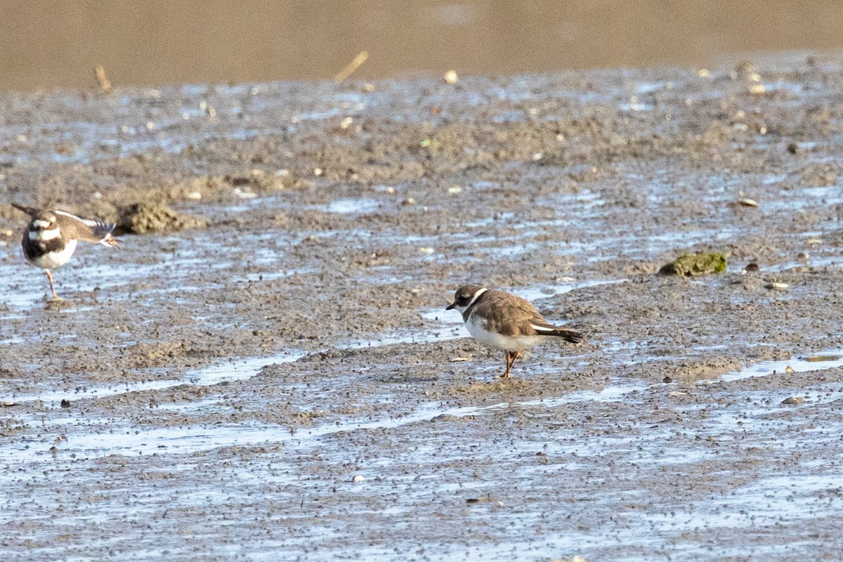 Common Ringed Plover - ML616056548