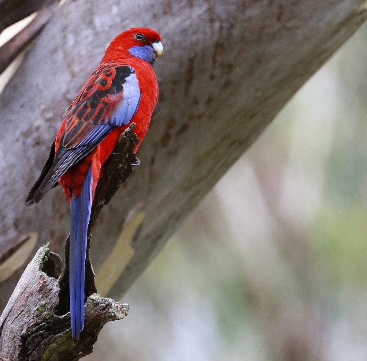 Crimson Rosella - ML616056557