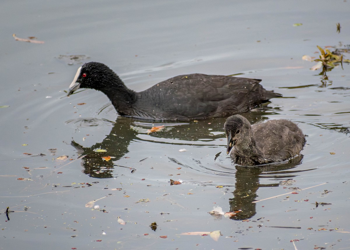 Eurasian Coot - Dannie Armstrong