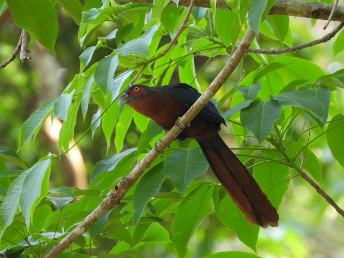 Chestnut-breasted Malkoha - david Sautebin