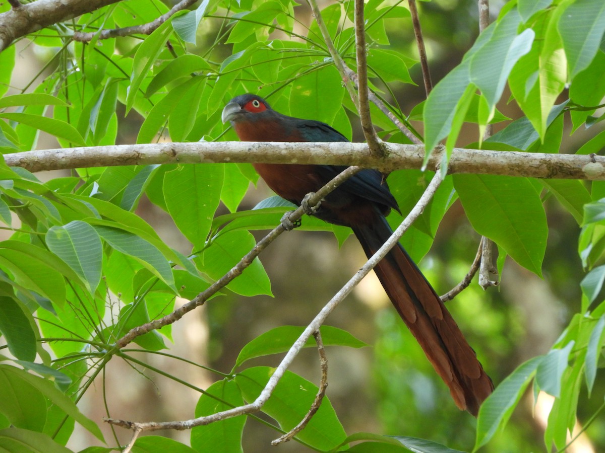 Chestnut-breasted Malkoha - david Sautebin