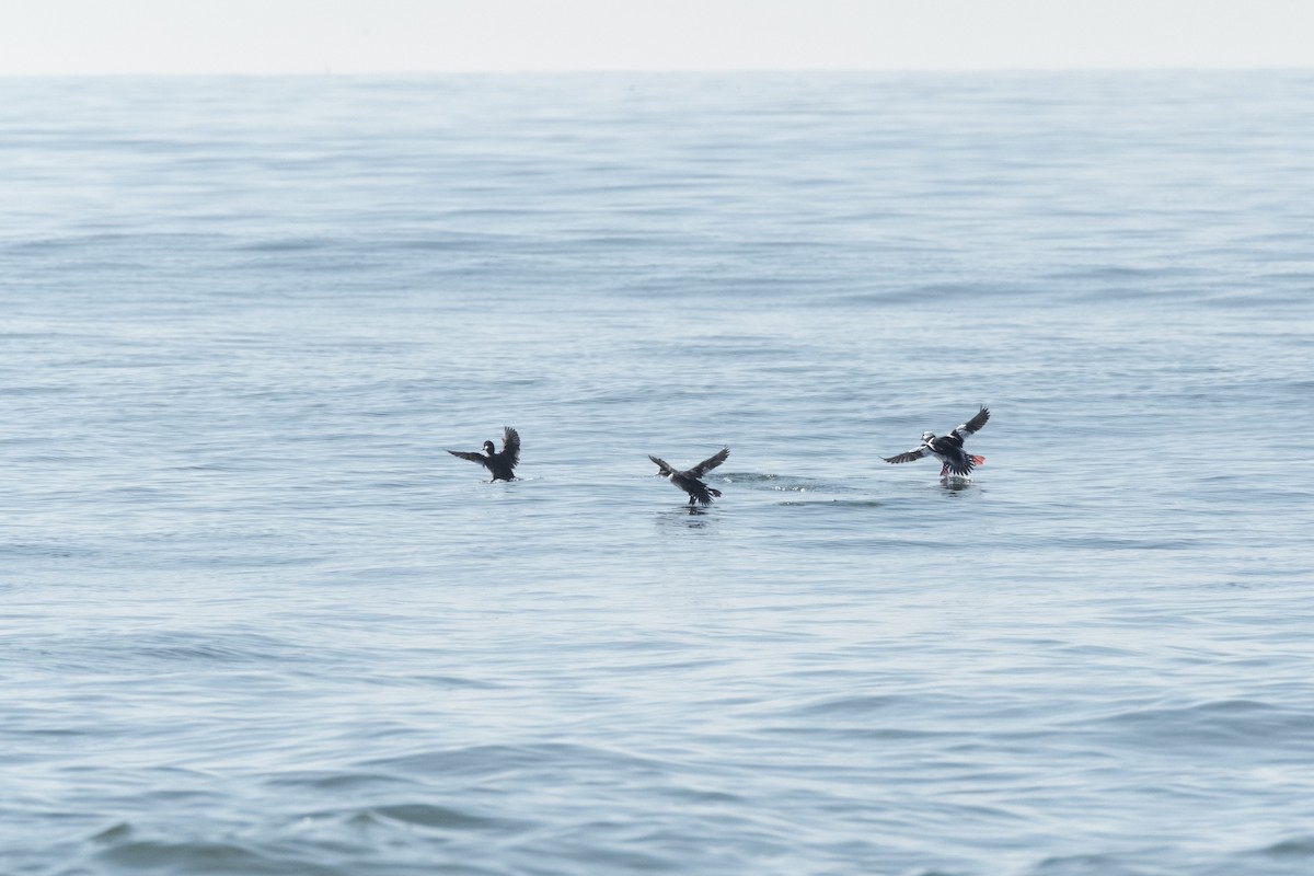 Bufflehead - ML616056625