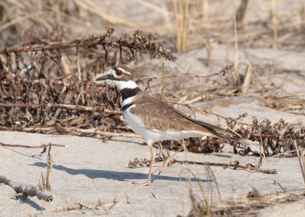 Killdeer - ML616056645