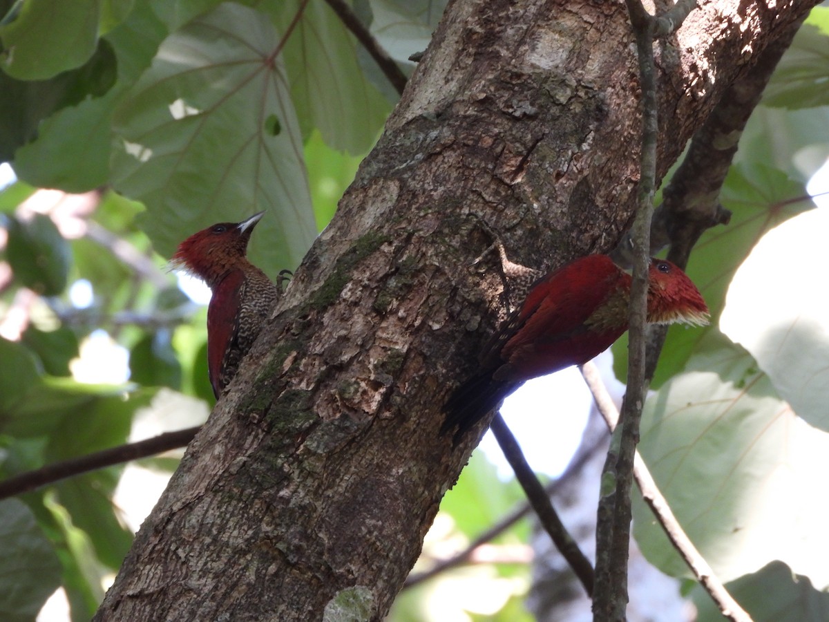 Banded Woodpecker - ML616056647