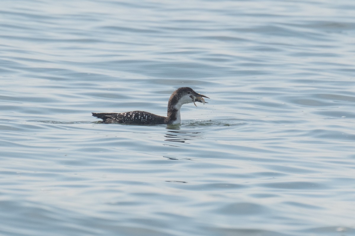 Common Loon - Edison Wong