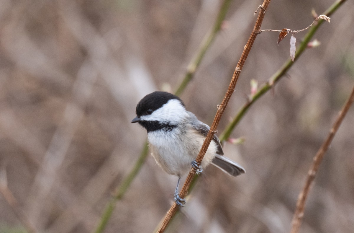 Black-capped Chickadee - ML616056668