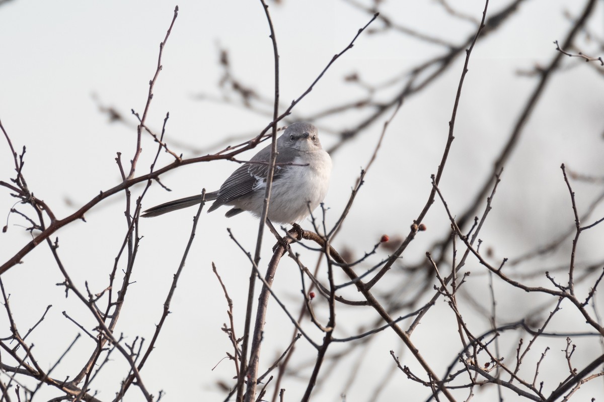 Northern Mockingbird - ML616056670