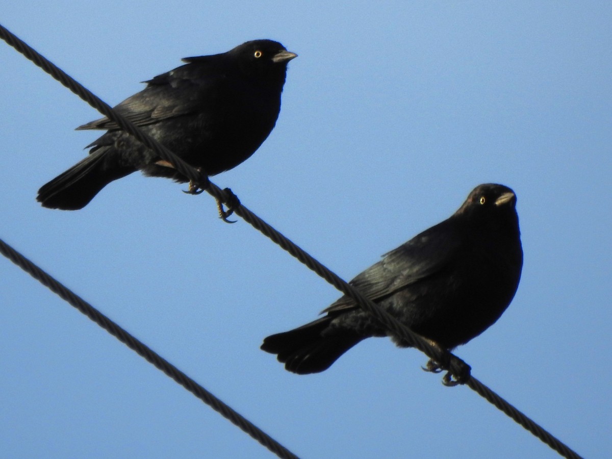 Brewer's Blackbird - ML616056671