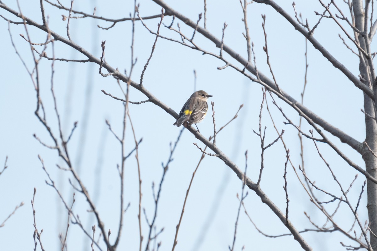 Yellow-rumped Warbler - ML616056674