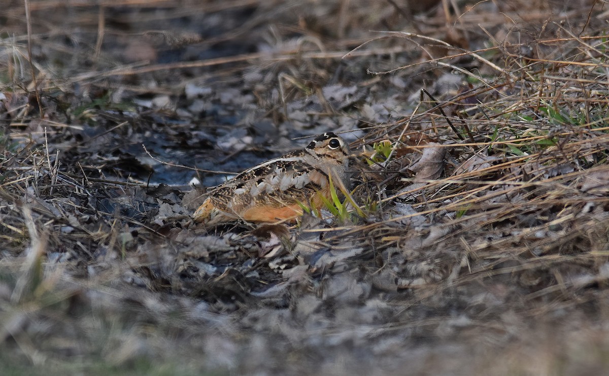 American Woodcock - Brandon  Swayser