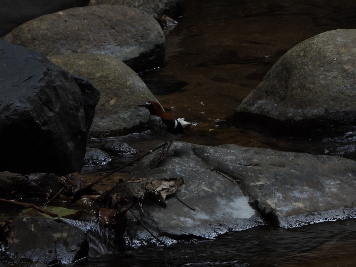 Chestnut-naped Forktail - david Sautebin