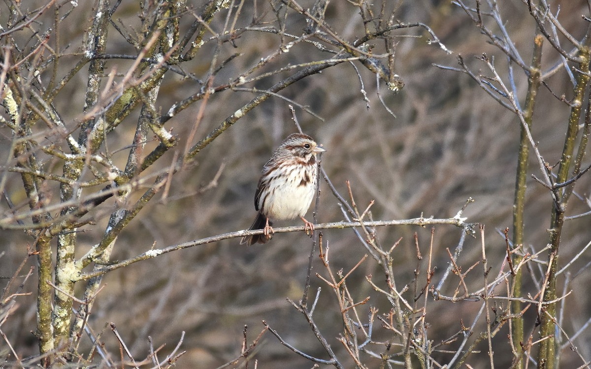 Song Sparrow - ML616056689