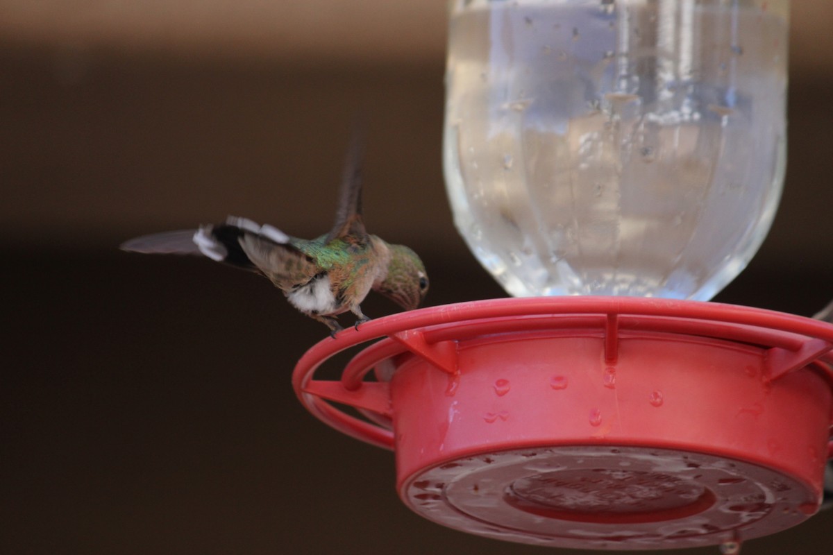 Broad-tailed Hummingbird - ML616056697