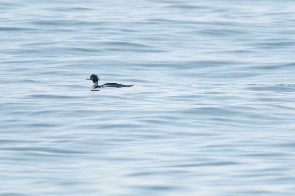 Red-breasted Merganser - ML616056698