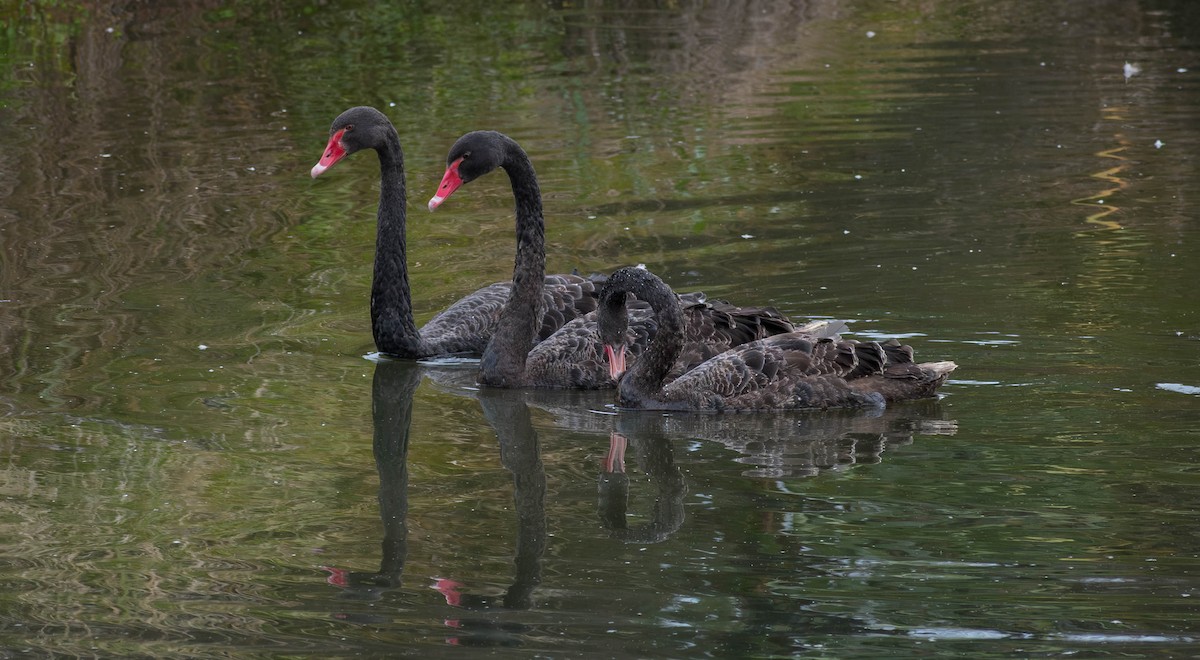 Black Swan - ML616056717