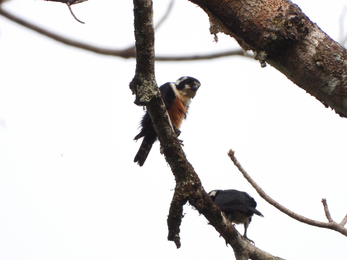 Black-thighed Falconet - david Sautebin