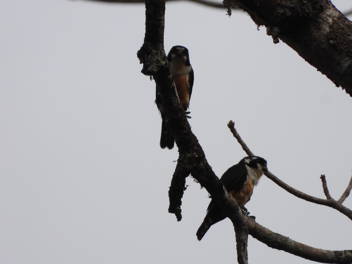 Black-thighed Falconet - david Sautebin