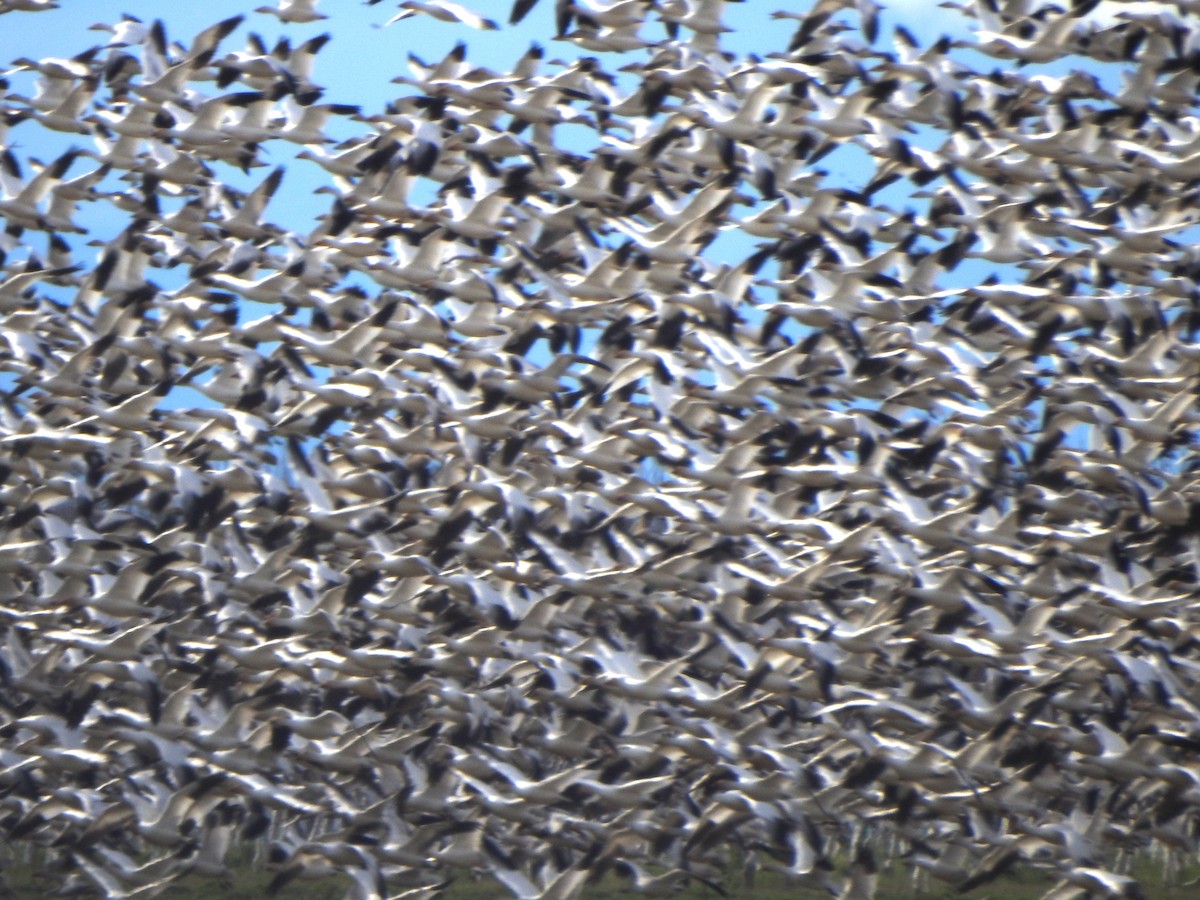 Snow Goose - ML616056749