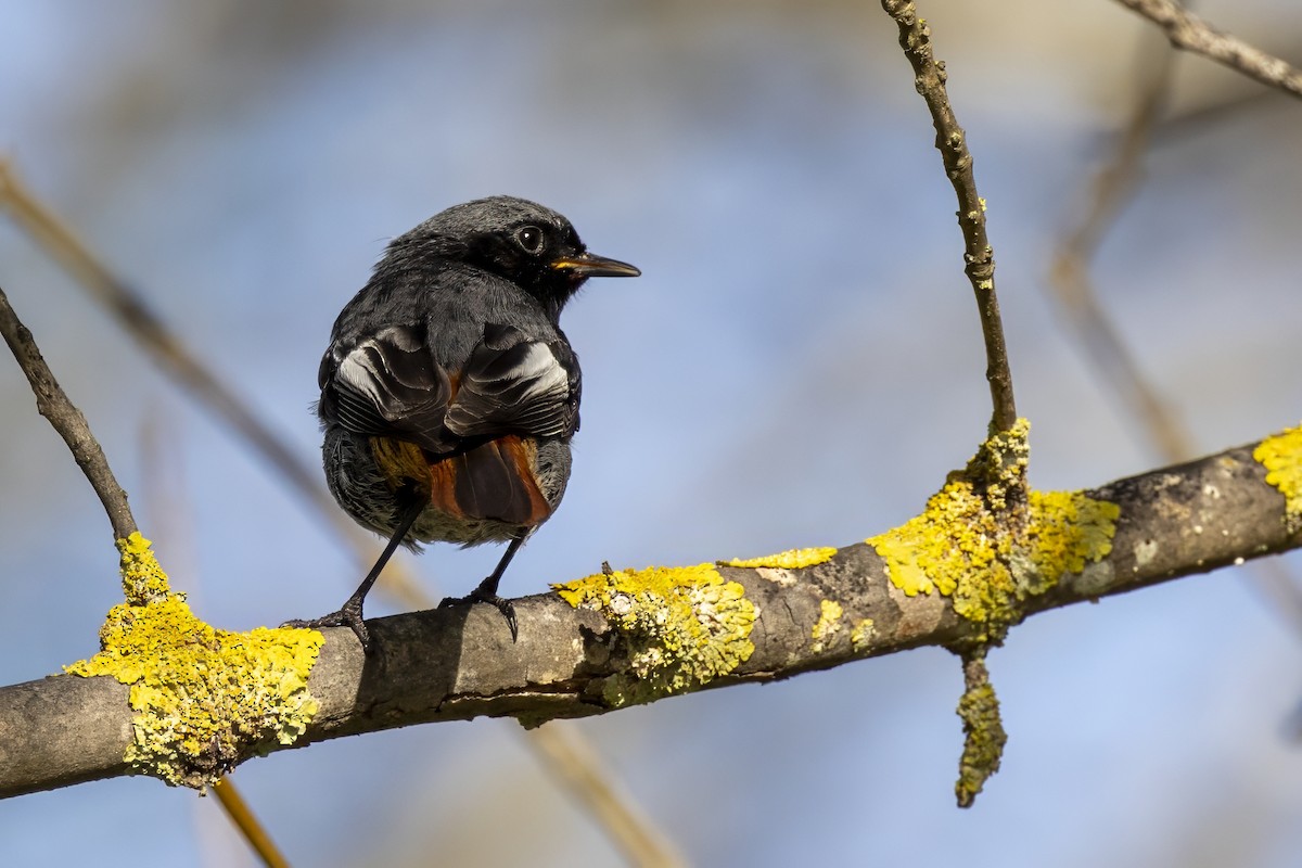 Black Redstart - Jeffrey Mann