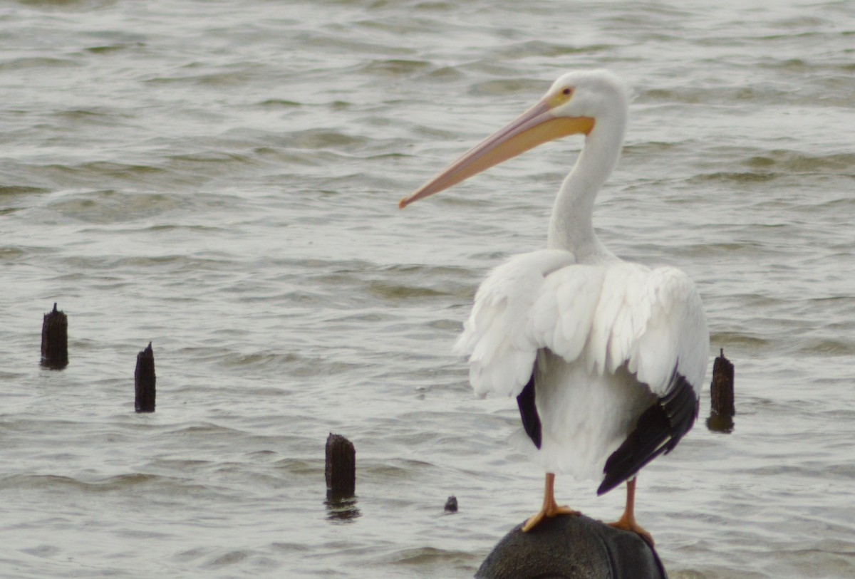 pelikán severoamerický - ML616056774