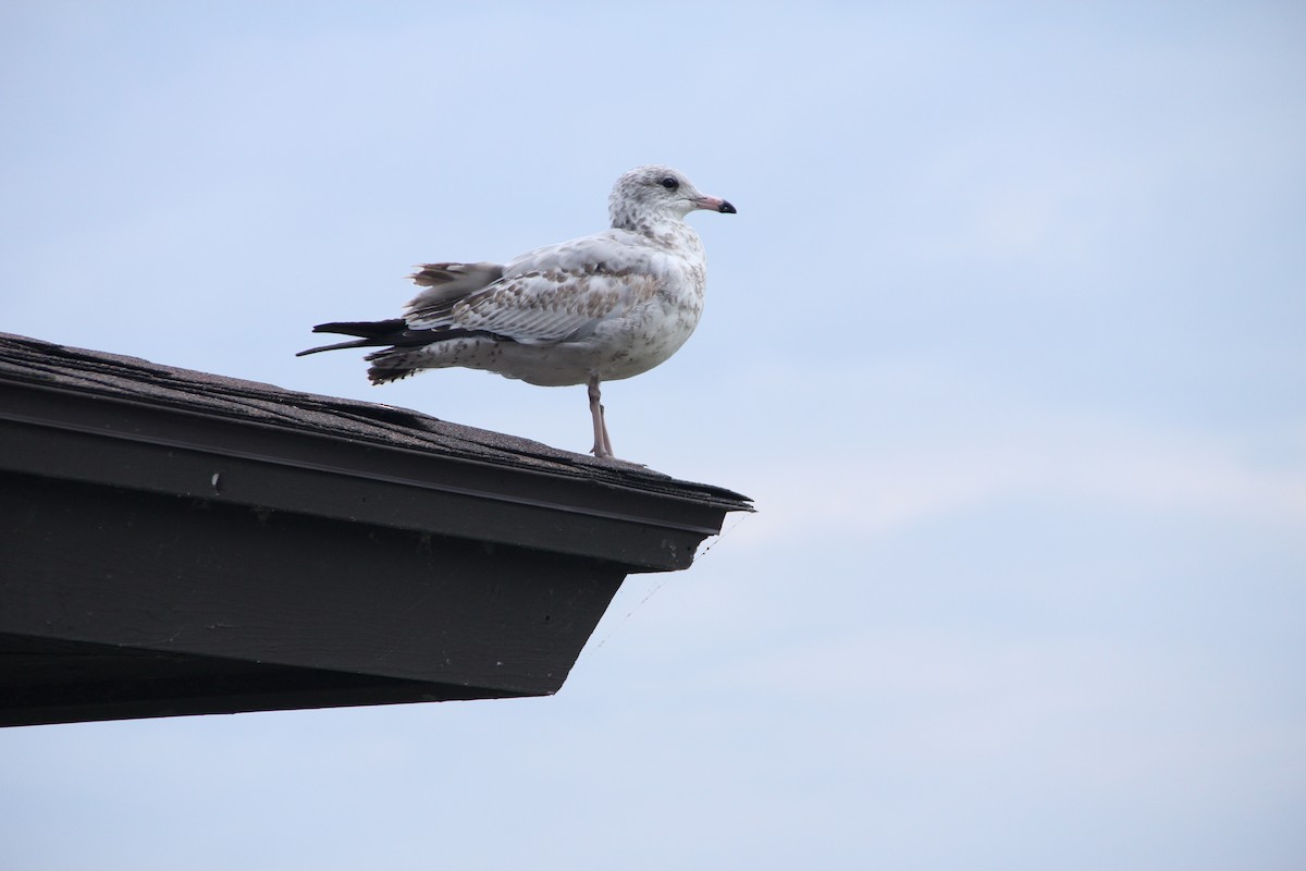 Ring-billed Gull - Shawn Miller