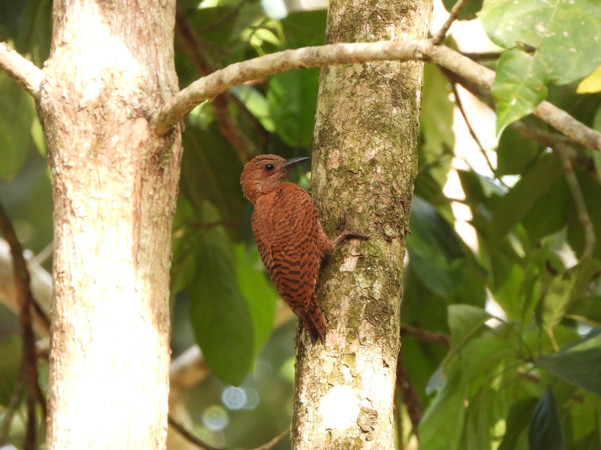 Rufous Woodpecker - david Sautebin