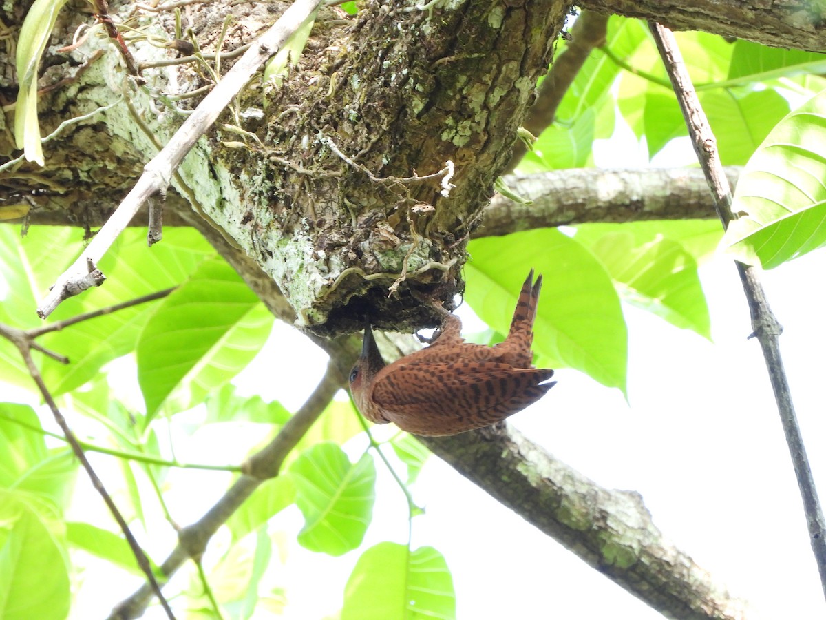 Rufous Woodpecker - david Sautebin