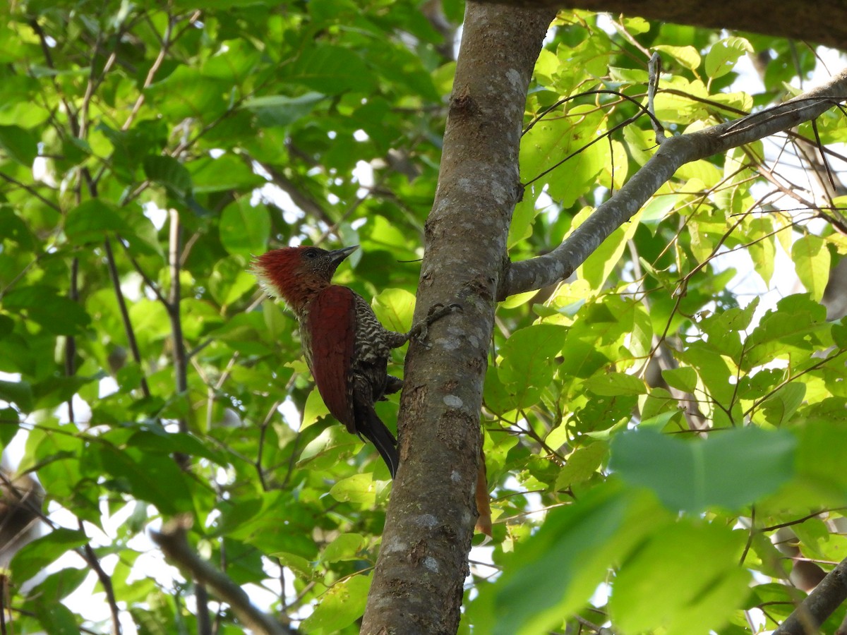 Banded Woodpecker - david Sautebin