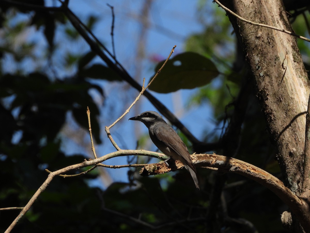 Large Woodshrike - david Sautebin