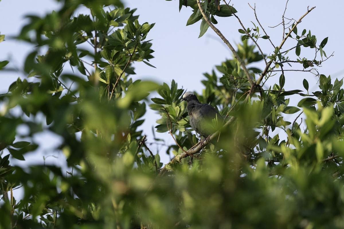 White-crowned Pigeon - ML616056893