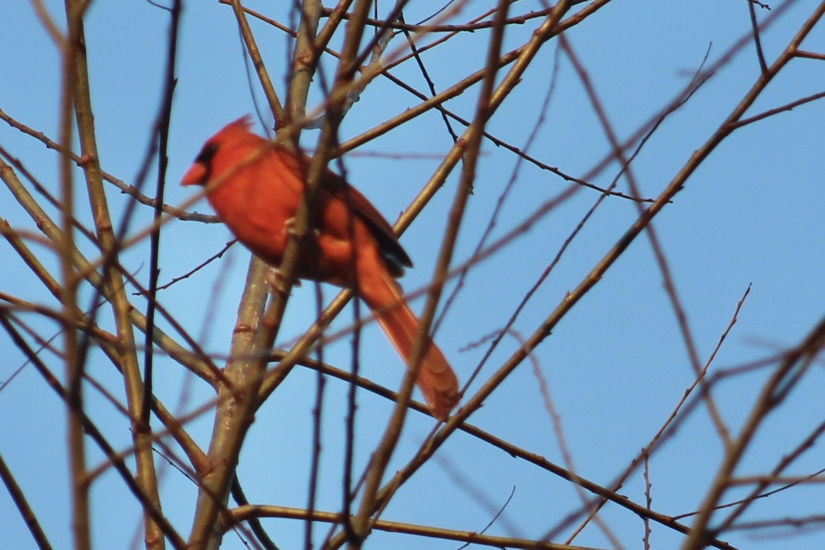 Northern Cardinal - ML616056919