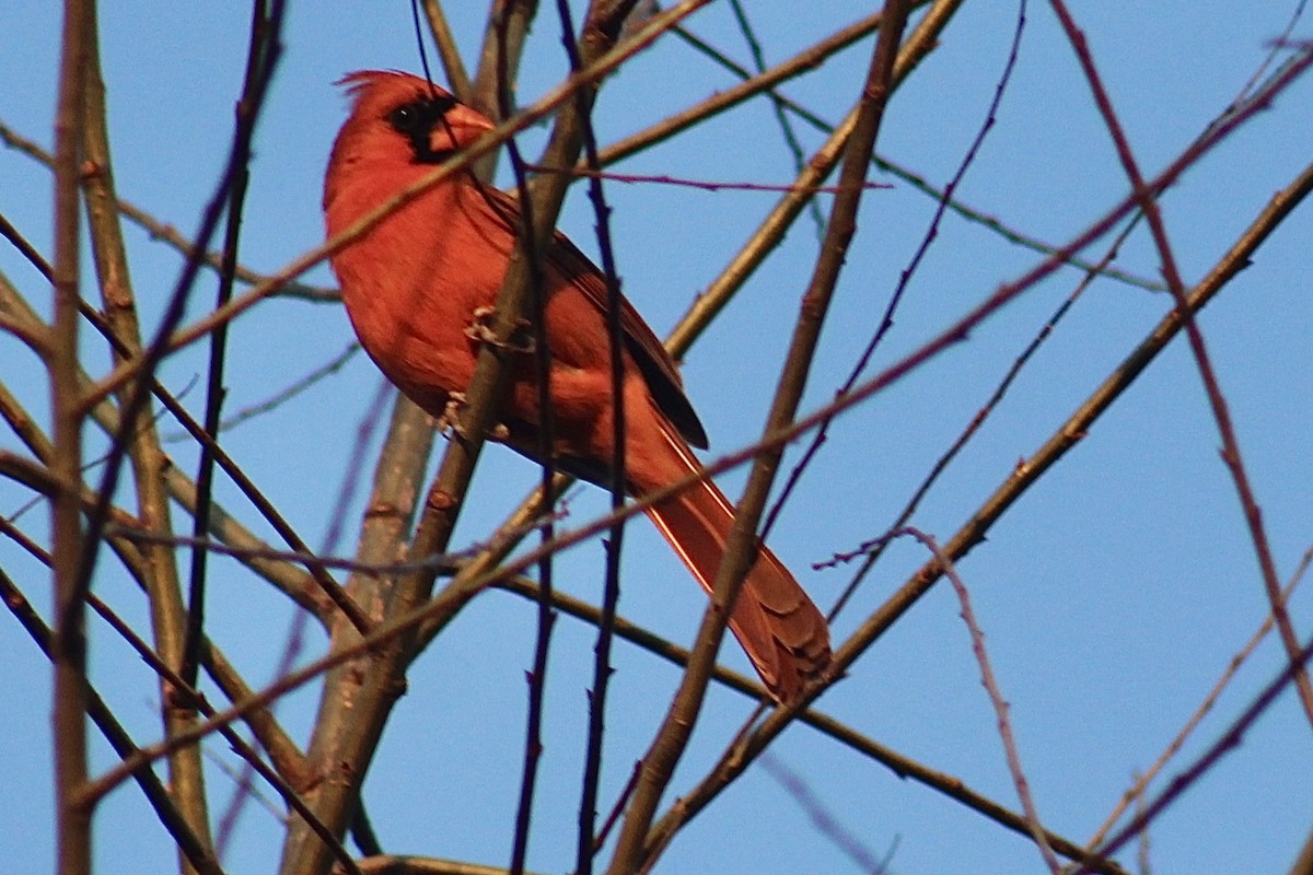 Cardinal rouge - ML616056920