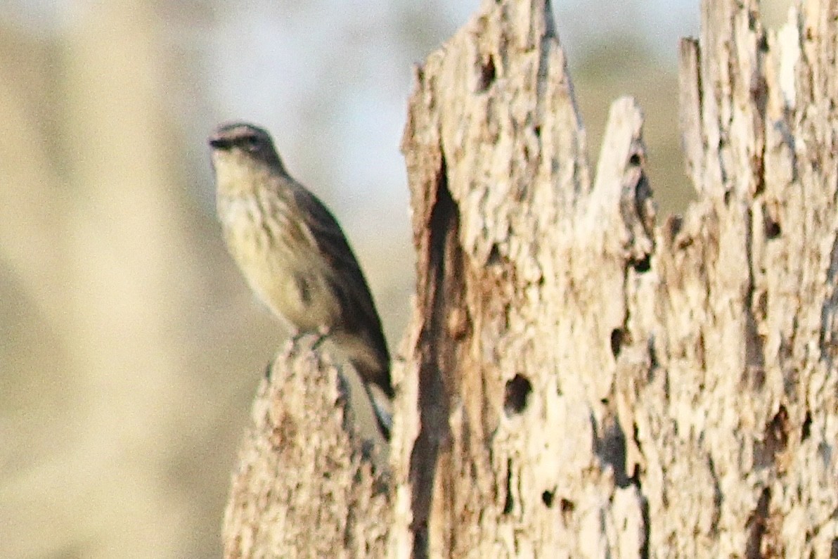 Yellow-rumped Warbler - ML616056926