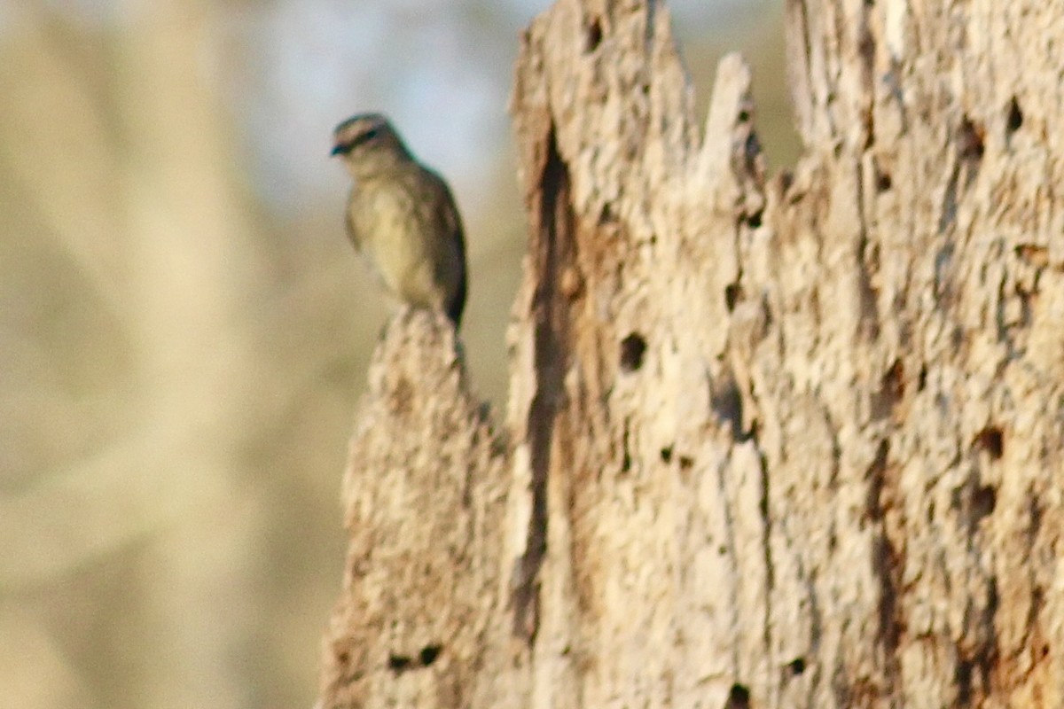 Yellow-rumped Warbler - ML616056927