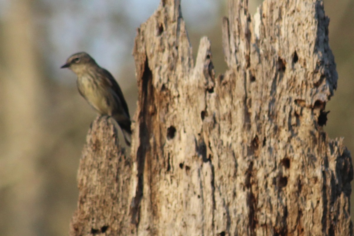 Yellow-rumped Warbler - ML616056928