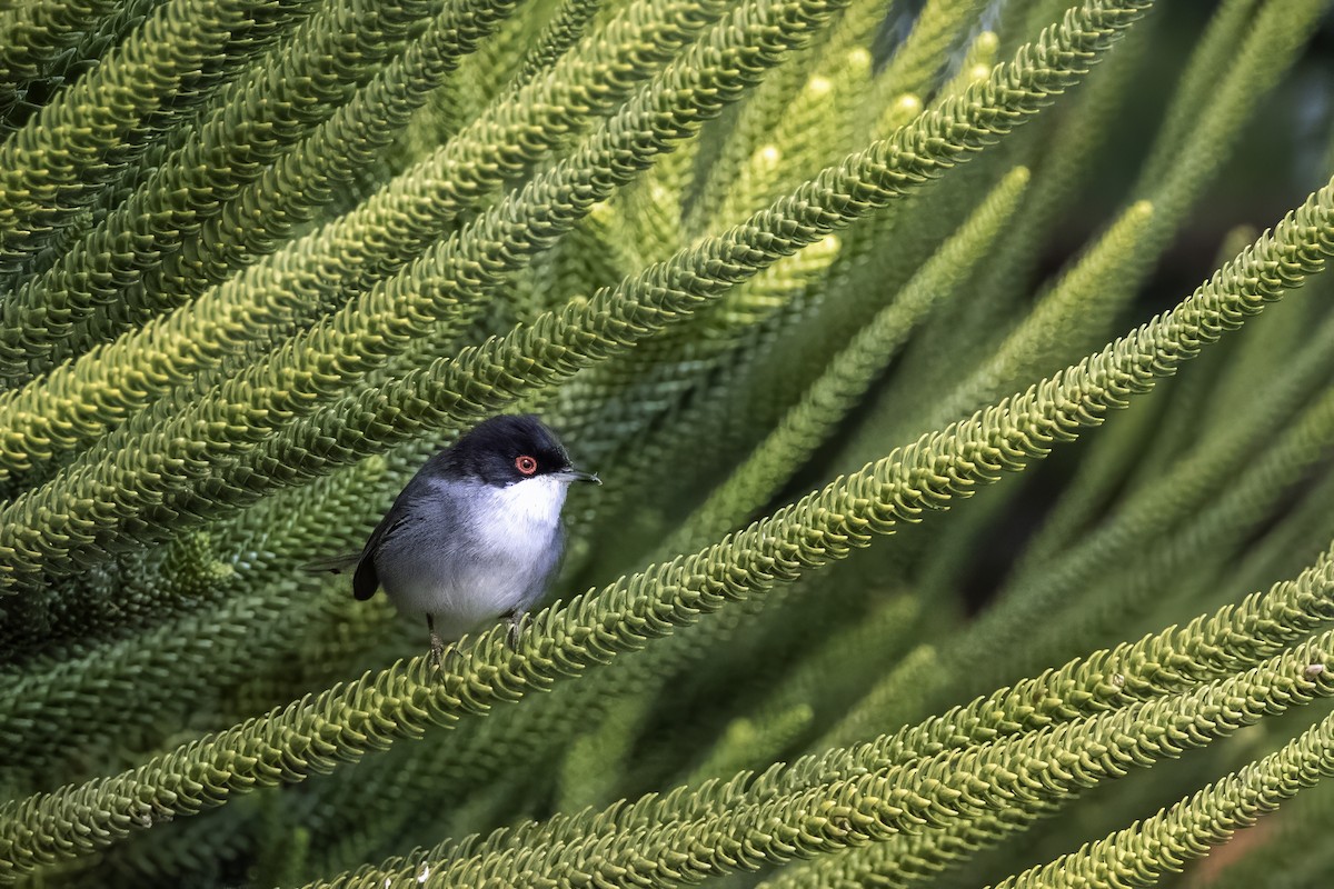 Sardinian Warbler - Jeffrey Mann