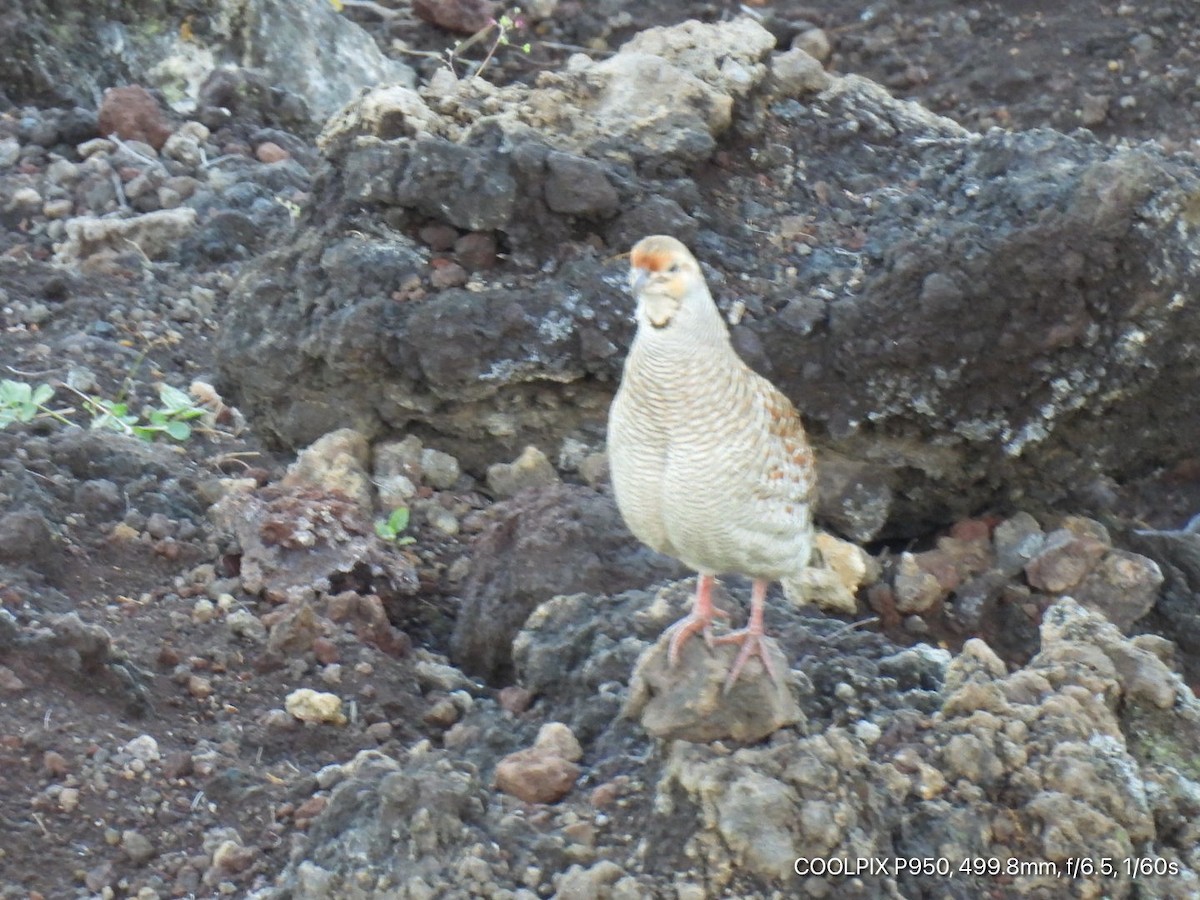 Gray Francolin - Tara Hutson