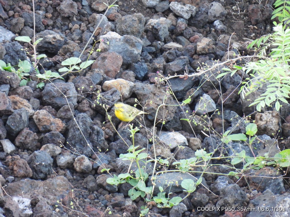 Yellow-fronted Canary - ML616057068